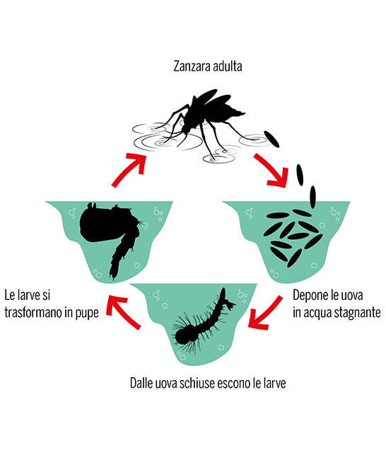 ciclo-di-vita-di-una-zanzara