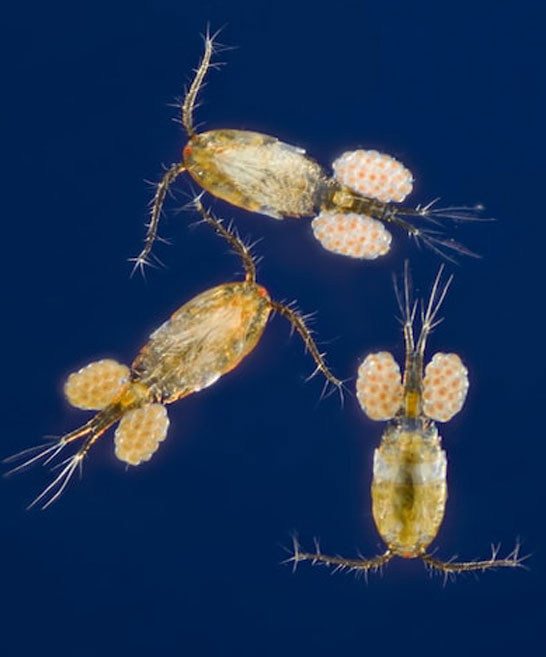 copepodi-ciclopoidi